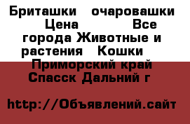 Бриташки - очаровашки.  › Цена ­ 3 000 - Все города Животные и растения » Кошки   . Приморский край,Спасск-Дальний г.